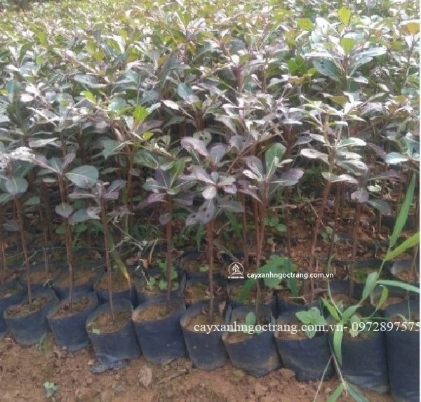 Công Ty Cổ Phần Ngọc Trang Xanh