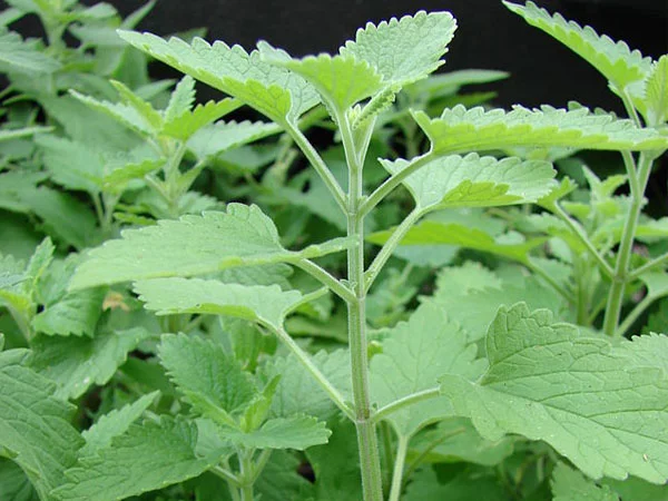 Công Ty TNHH MTV Rau Sạch Tuấn Kiệt