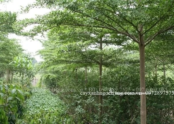 Công Ty Cổ Phần Ngọc Trang Xanh