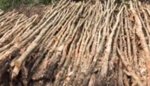 Công Ty TNHH DV Phát Triển Tiến Thành