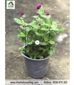 Công Ty TNHH Cảnh Quan Thành Phố Xanh