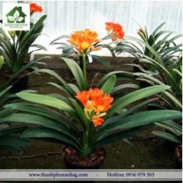 Công Ty TNHH Cảnh Quan Thành Phố Xanh