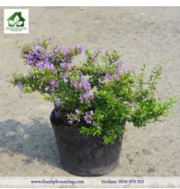 Công Ty TNHH Cảnh Quan Thành Phố Xanh