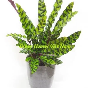 Công Ty Cổ Phần Green Homes Việt Nam