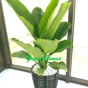 Công Ty Cổ Phần Green Homes Việt Nam