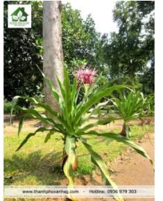 Công Ty TNHH Cảnh Quan Thành Phố Xanh