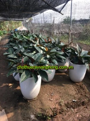 Cây Xanh Minh Anh – Công Ty Cổ Phần Xây Dựng Cảnh Quan Sinh Thái Và Môi Trường Minh Anh