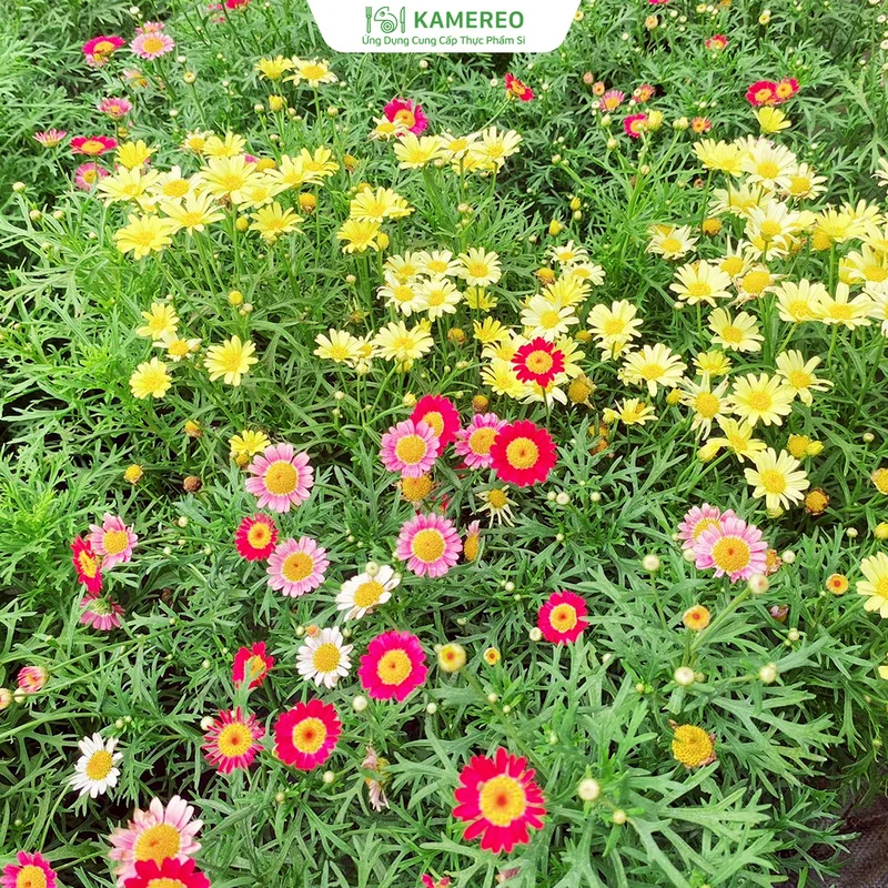 Thực Phẩm Sỉ Kamereo – Công Ty TNHH Kamereo