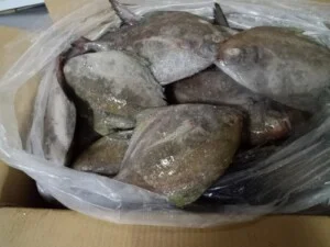 Công Ty CP Xuất Nhập Khẩu Seafood Travel Construction
