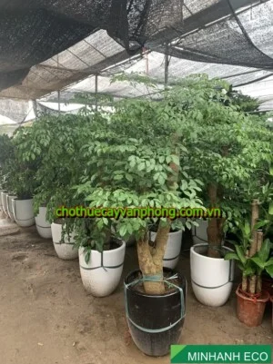 Cây Xanh Minh Anh – Công Ty Cổ Phần Xây Dựng Cảnh Quan Sinh Thái Và Môi Trường Minh Anh