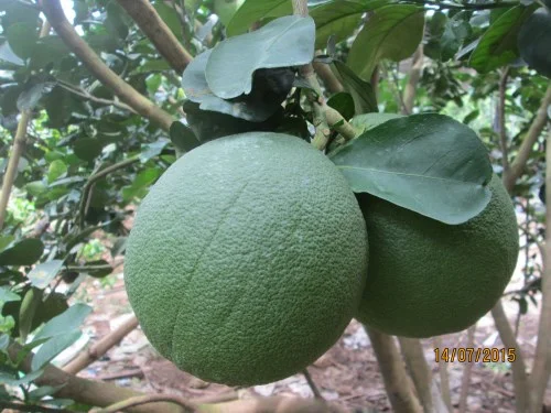 Hợp Tác Xã Nông Nghiệp Phú Túc