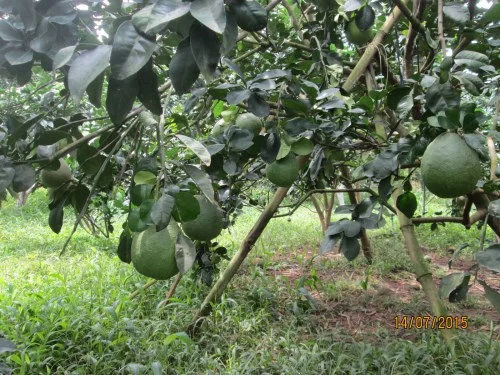 Hợp Tác Xã Nông Nghiệp Phú Túc