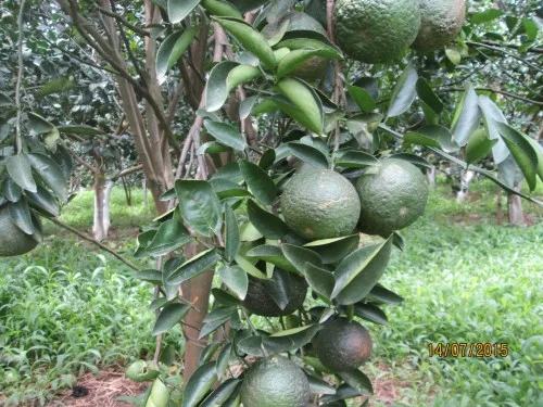 Hợp Tác Xã Nông Nghiệp Phú Túc