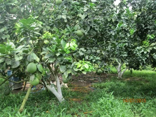 Hợp Tác Xã Nông Nghiệp Phú Túc