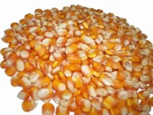 Thức Ăn Chăn Nuôi Tường Vân – Công Ty TNHH Thương Mại Và Dịch Vụ Tường Vân