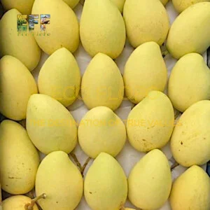 Nông Sản ECO FLOFO  – Công Ty TNHH Sản Xuất và Thương Mại Toàn Cầu ECO FLOFO