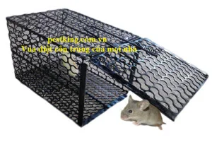 Công Ty TNHH Kiểm Soát Dịch Hại Quốc Tế