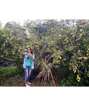 Công Ty Trách Nhiệm Hữu Hạn Giao Nhận Vận Chuyển Quốc Tế Tân Biển Vàng