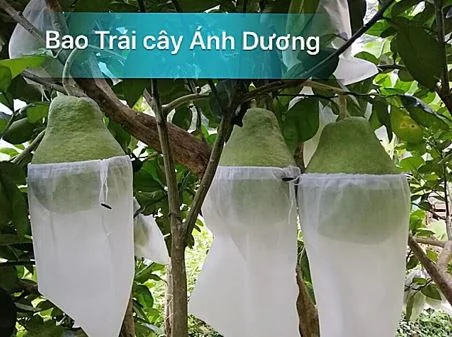 Bao Trái Cây, Túi Bọc Trái Cây ánh Dương