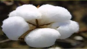 Công Ty TNHH MTV Thương Mại Dịch Vụ Việt Trung Toàn Cầu