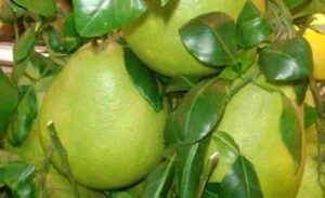Công Ty TNHH Thực Phẩm Nông Sản Miền Nam