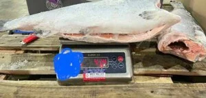 Đại Lý Cá Hồi Nhập Khẩu Giá Tốt