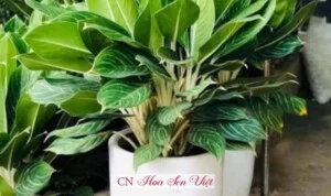 Công Ty TNHH Cây Xanh Cảnh Quan Hoa Sen Việt