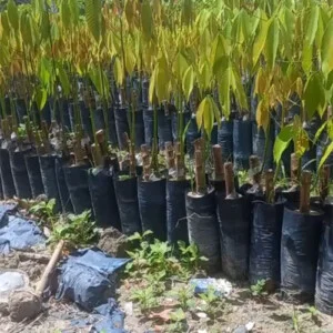 Giống Cây Cao Su Nguyễn Minh – Cao Su Giống Nguyễn Minh