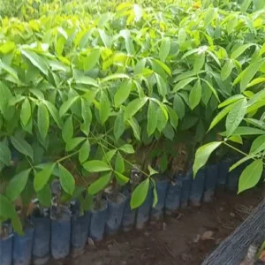 Giống Cây Cao Su Nguyễn Minh – Cao Su Giống Nguyễn Minh