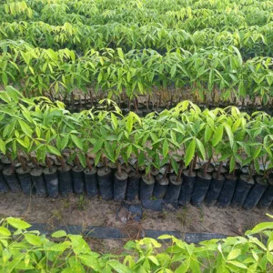 Giống Cây Cao Su Nguyễn Minh – Cao Su Giống Nguyễn Minh