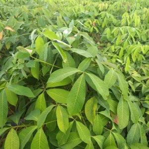 Giống Cây Cao Su Nguyễn Minh – Cao Su Giống Nguyễn Minh