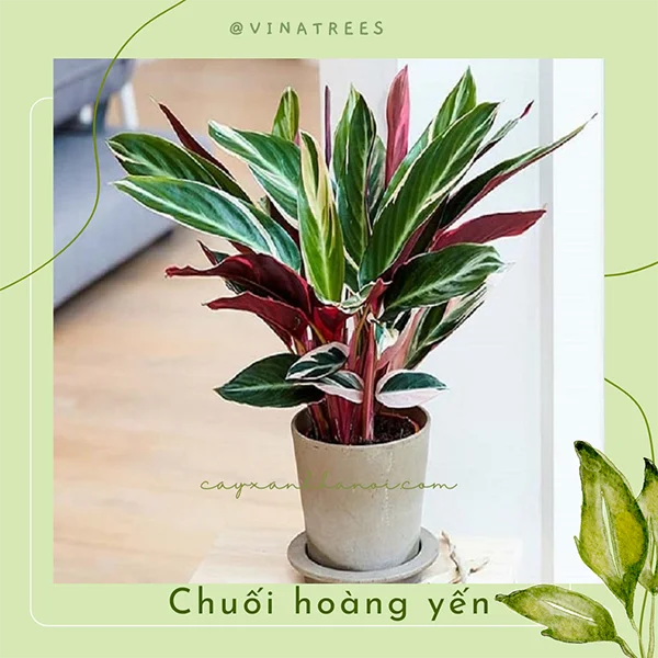 Dịch Vụ Cây Xanh VinaTrees – Công Ty Cổ Phần Đầu Tư Xây Dựng Và Môi Trường VinaTrees