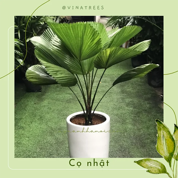 Dịch Vụ Cây Xanh VinaTrees – Công Ty Cổ Phần Đầu Tư Xây Dựng Và Môi Trường VinaTrees