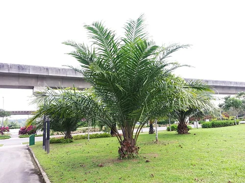 Thiết Kế Cảnh Quan Nhà Xanh – Công Ty Cổ Phần Thương Mại Dịch Vụ Xây Dựng Nhà Xanh