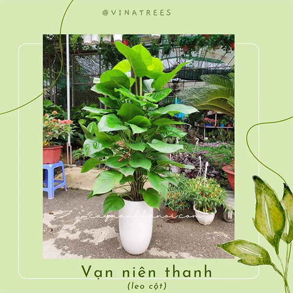 Dịch Vụ Cây Xanh VinaTrees – Công Ty Cổ Phần Đầu Tư Xây Dựng Và Môi Trường VinaTrees