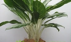 Công Ty CP Phúc Lộc Viên