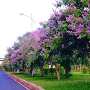 Cây Xanh Tân An – Công Ty TNHH TM Đầu Tư Và Xây Dựng Tân An