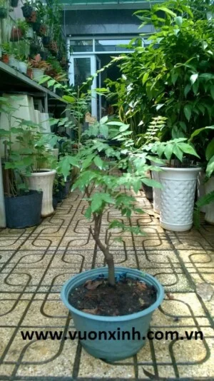 Công Ty TNHH Thương Mại Dịch Vụ Vườn Xinh