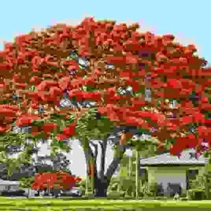 Cây Xanh Tân An – Công Ty TNHH TM Đầu Tư Và Xây Dựng Tân An