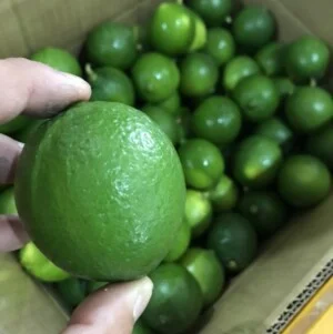 Nông Sản JIAMINH – Công Ty TNHH Xuất Nhập Khẩu JIAMINH