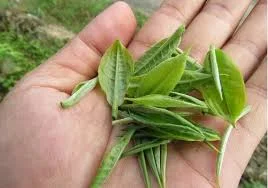 Công Ty TNHH Nguyên Sinh Thăng Long Hà Nội