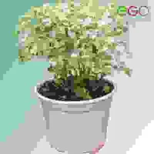 Thiết Kế Cảnh Quan Ego – Công Ty TNHH Cảnh Quan Xanh Ego Việt Nam