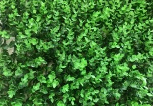 Công Ty Cổ Phần Kinh Doanh Và Xây Dựng VTN Việt Nam