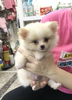 Hộ Kinh Doanh Yahoo Pet Shop