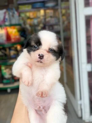 Hộ Kinh Doanh Yahoo Pet Shop