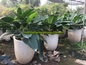Cây Xanh Minh Anh – Công Ty Cổ Phần Xây Dựng Cảnh Quan Sinh Thái Và Môi Trường Minh Anh