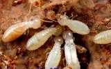 Vệ Sinh Công Nghiệp Nhà Việt – Công Ty TNHH Dịch Vụ Và Thương Mại Nhà Việt