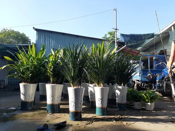 Cây Xanh Phú Cường – Công Ty TNHH Dịch Vụ Và Kỹ Thuật Phú Cường