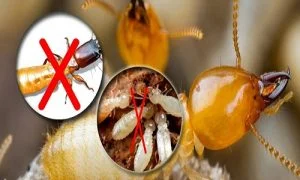 Công Ty TNHH BioKlean Việt Nam