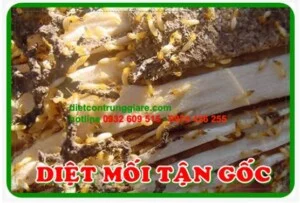 Diệt Côn Trùng Green House – Công Ty TNHH Thương Mại Dịch Vụ Green House